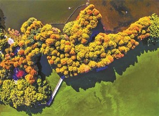 綠化養(yǎng)護廣州流花湖公園落羽杉林