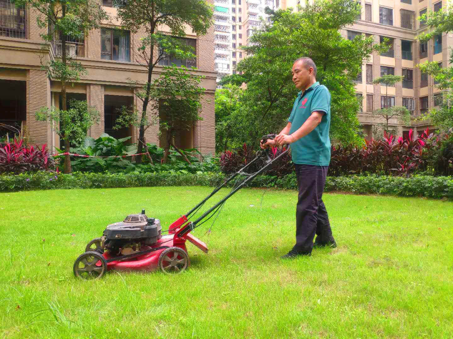 小區綠化養護綠籬機的使用