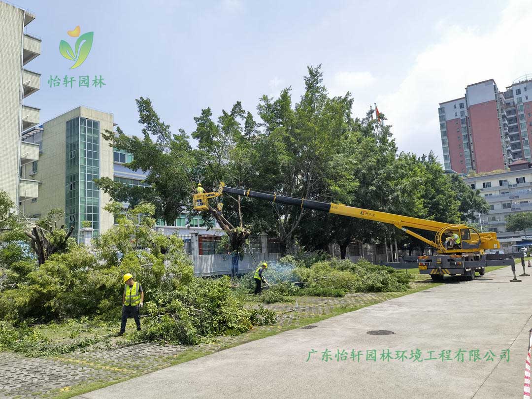 怡軒園林綠化公司采用高空吊車修剪榕樹(shù)