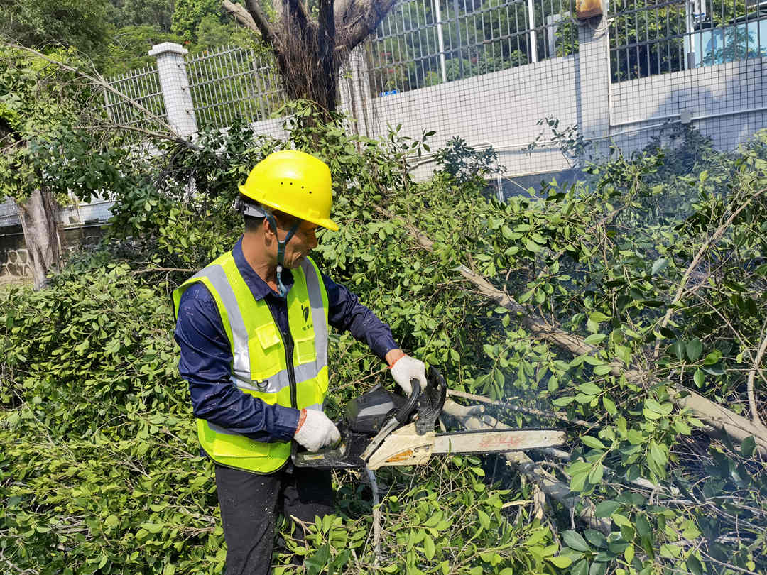 綠化養護行道樹修剪