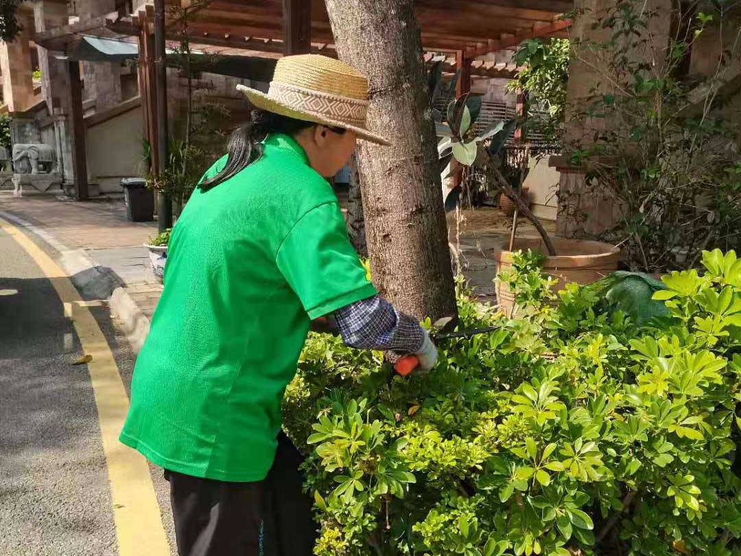 綠化養護花灌木的修剪