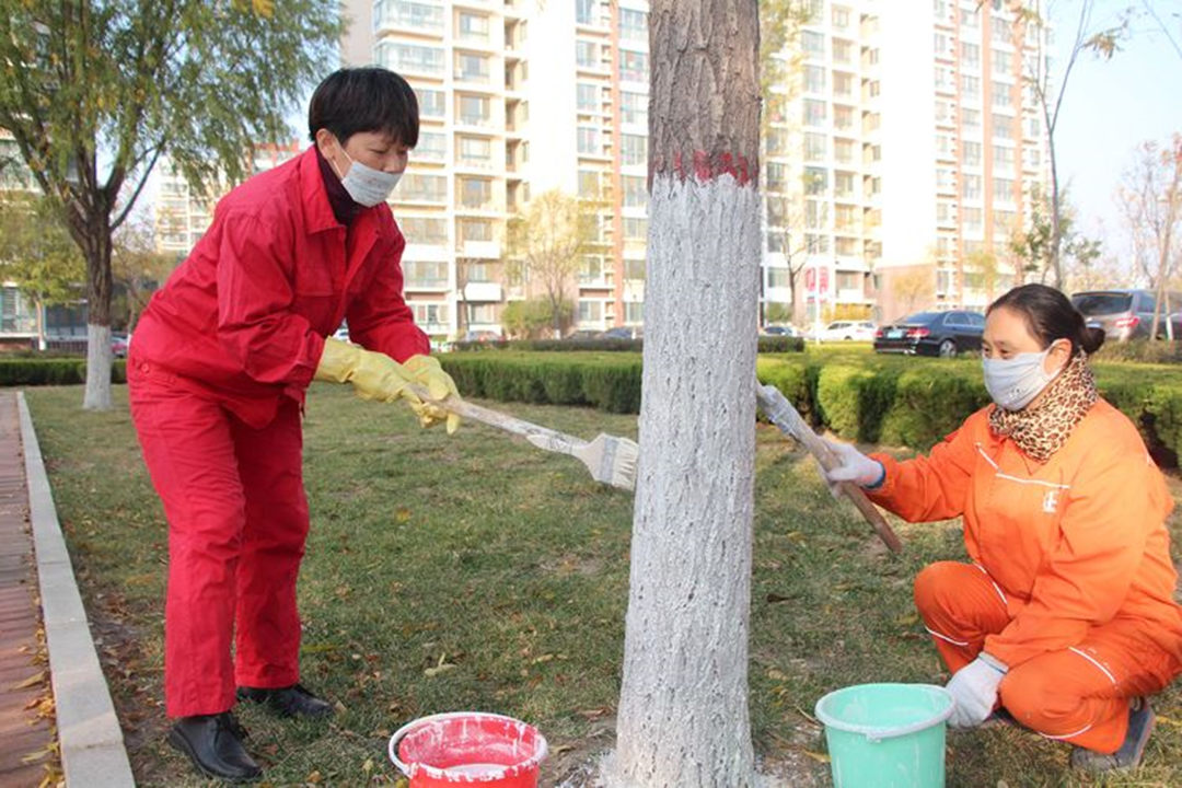 綠化公司對小區綠化苗木進行涂白
