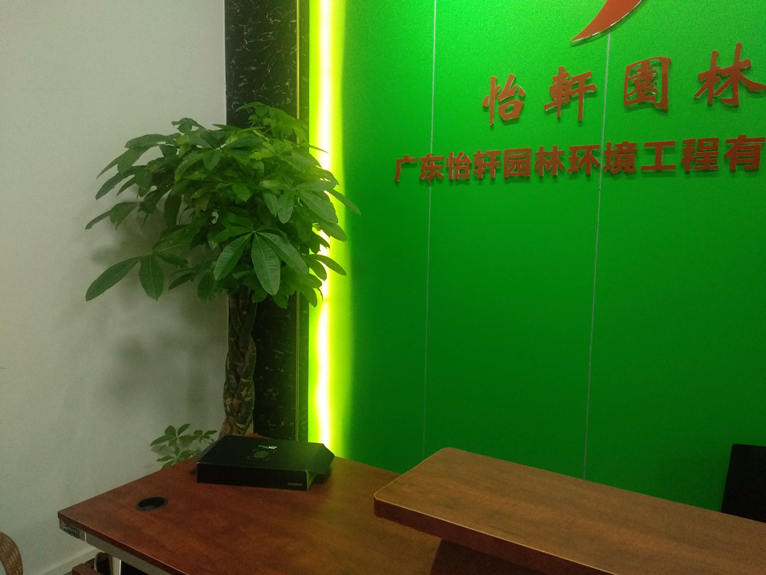 室內觀葉植物冬季綠化養護