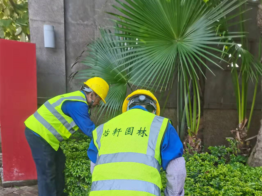 雪域瀾庭小區綠化養護工人正在修剪