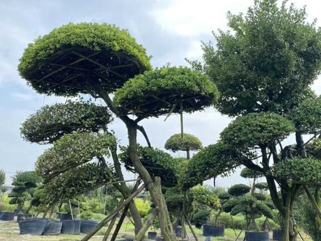 一樹成景，這幾種苗木適合高端庭院綠化工程種植！