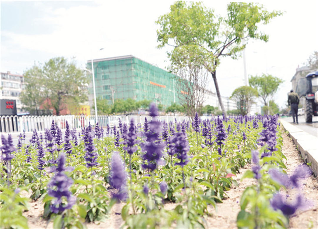 吉林省延吉市：積極加快推進城市園林綠化提升工程，迎接延邊建州70周年！