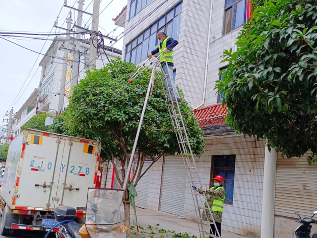 冬季綠化養護街道行道樹修剪