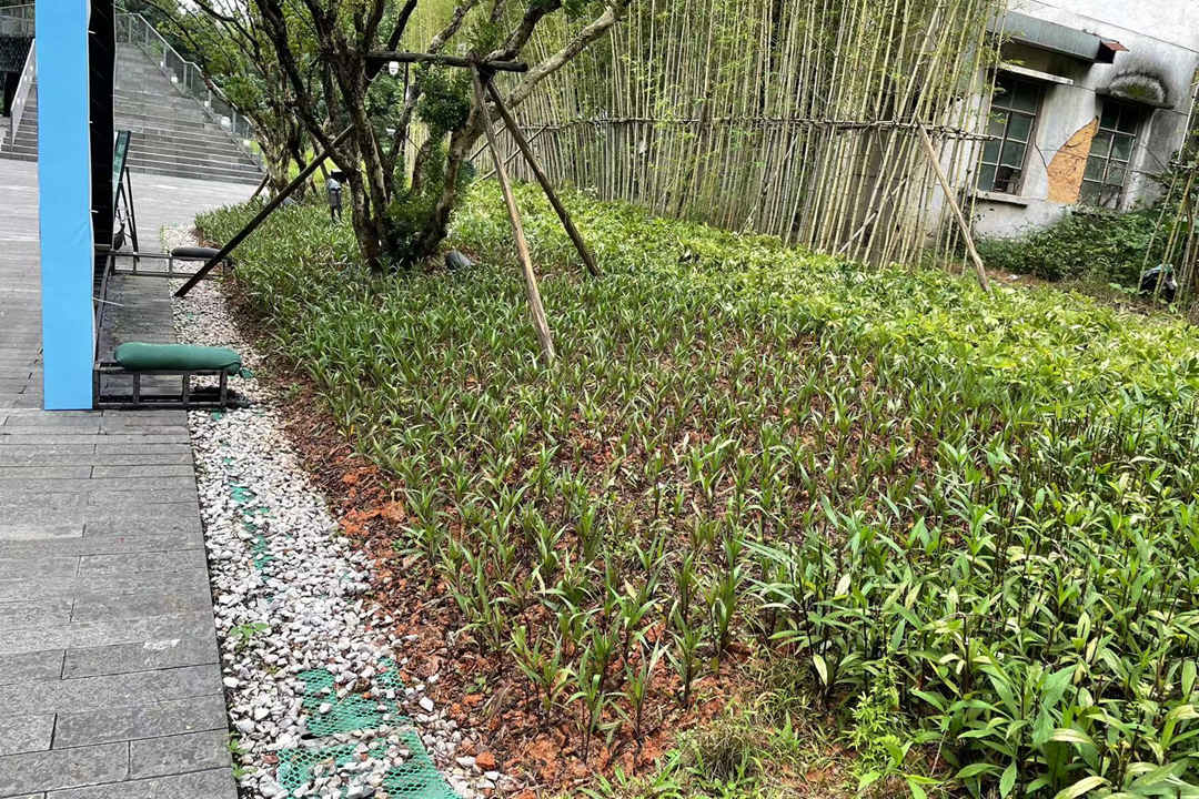 春季綠化養(yǎng)護植物補植