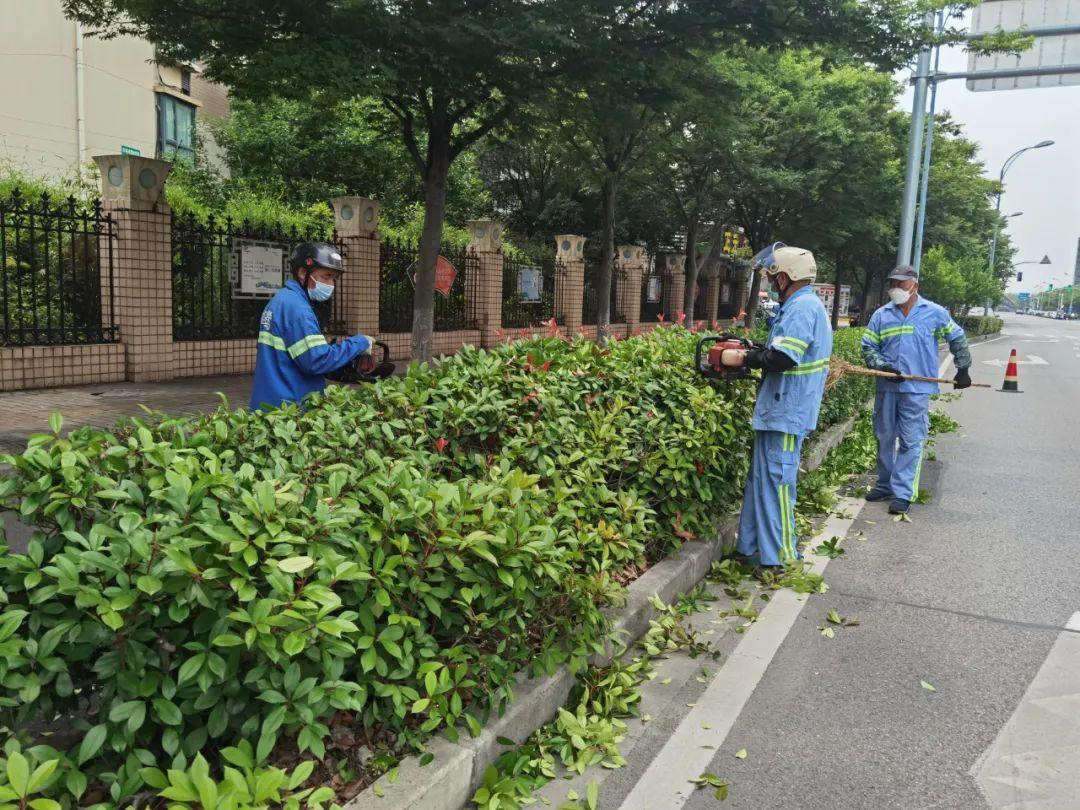 春季綠化養護綠化帶修剪