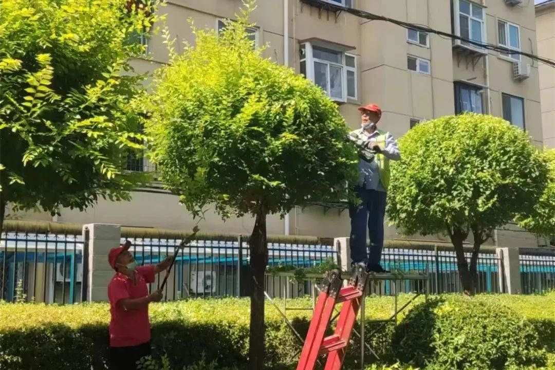 夏日綠化養護修剪
