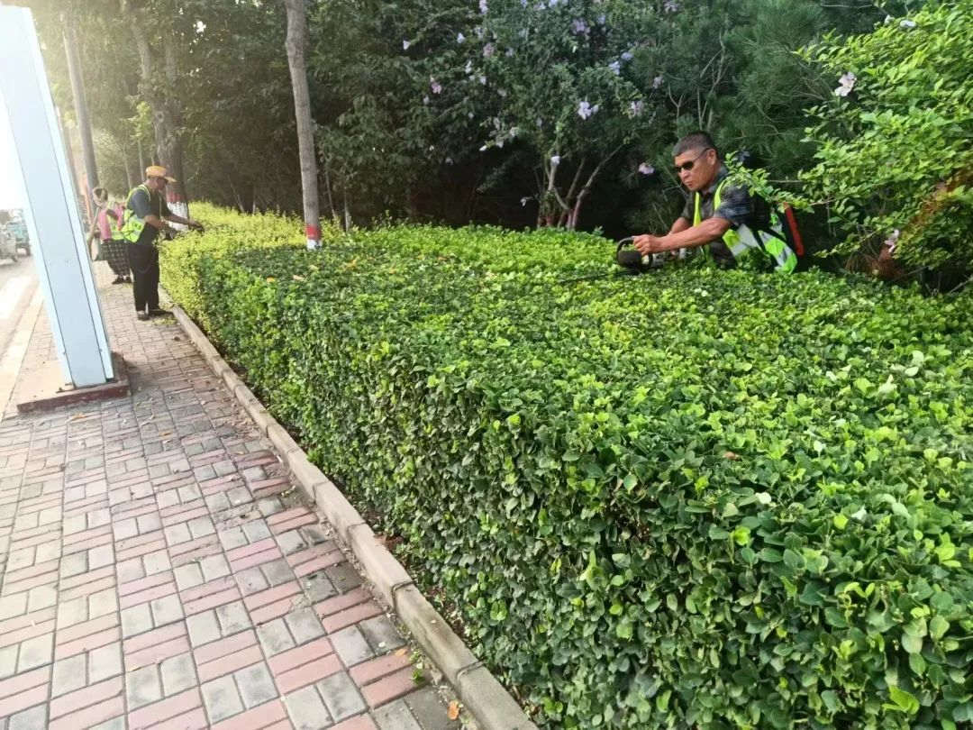 園林綠化養(yǎng)護修剪