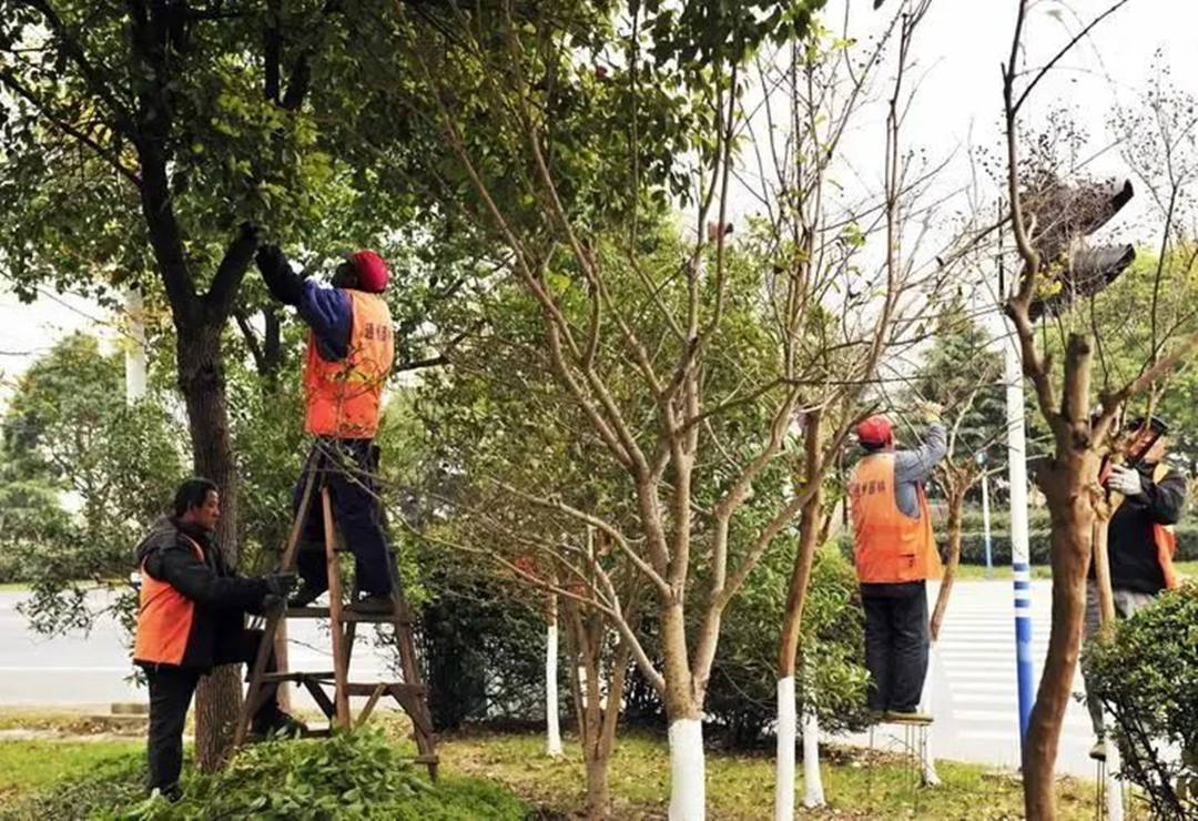 十二月園林綠化養(yǎng)護(hù)苗木修剪